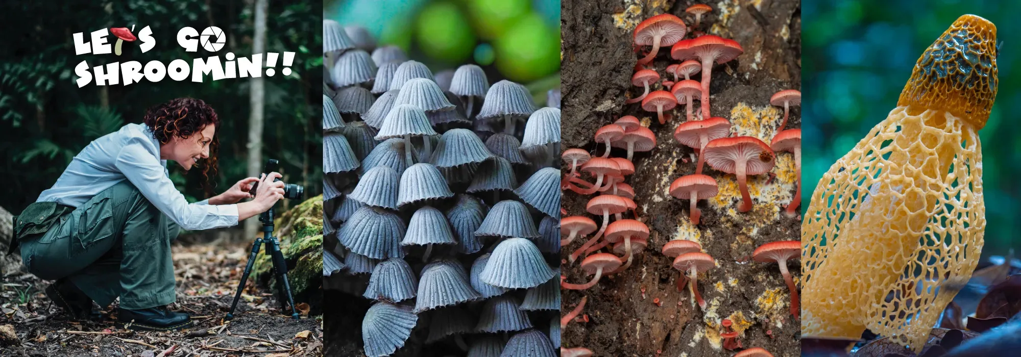 Family Tours in Cairns: A Magical Night Walk the Whole Family Will Remember
