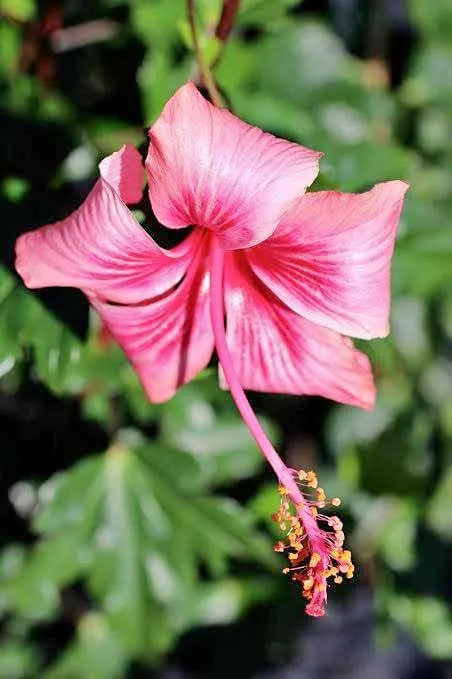 Hibiscus ‘Dainty Pink’ Plant in Sydney | Pink Hibiscus Growing and Care Guide