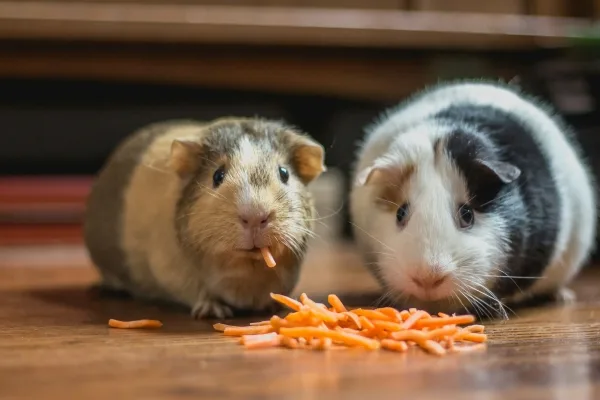 Why Is Oxbow Timothy Hay So Popular Among Small Pets Owners?