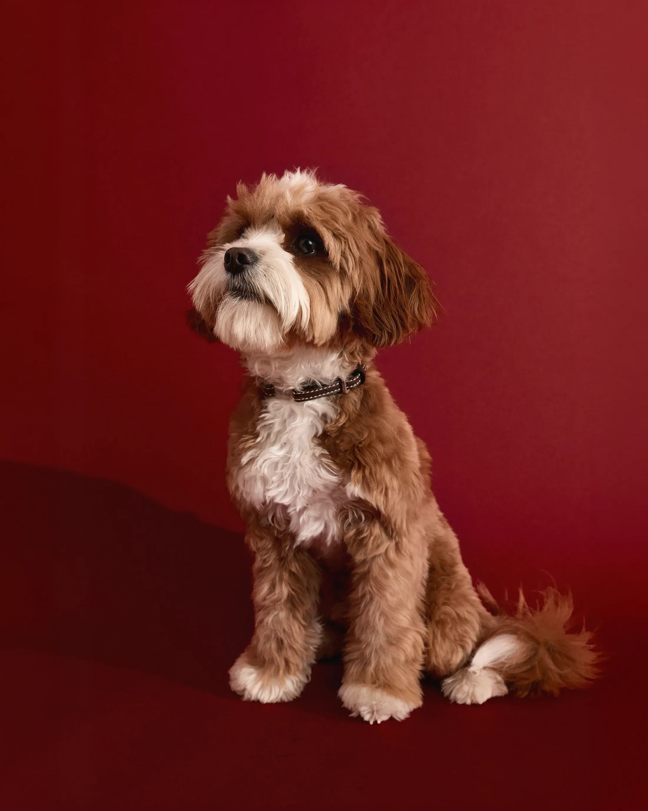What Makes a Dog Accessory "Luxury"? A Guide to Leather, Craft, and the Bond Behind the Leash