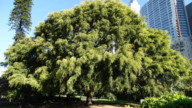 The Best Time to Prune a Weeping Elm Tree (And How to Do It)
