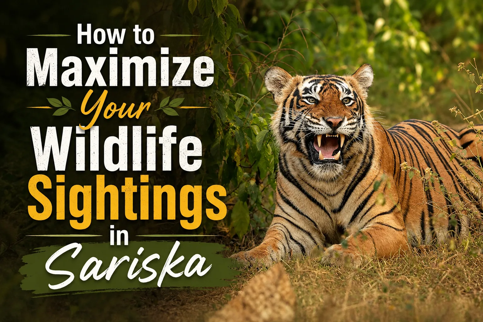 How to Maximize Your Wildlife Sightings in Sariska