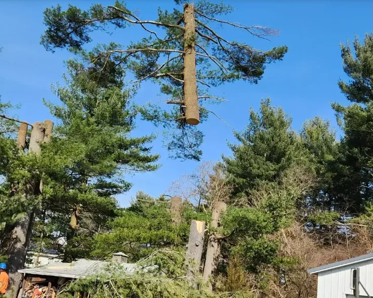 Professional Tree Removal Services by Lord's Tree Service LLC