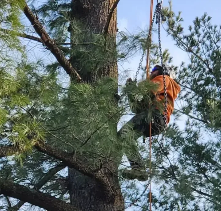 Professional Tree Trimming Services