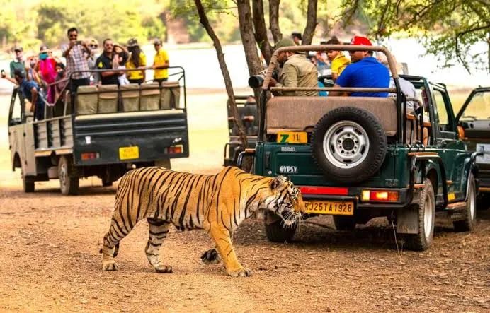 Discover Jaipur to Ranthambore Gems