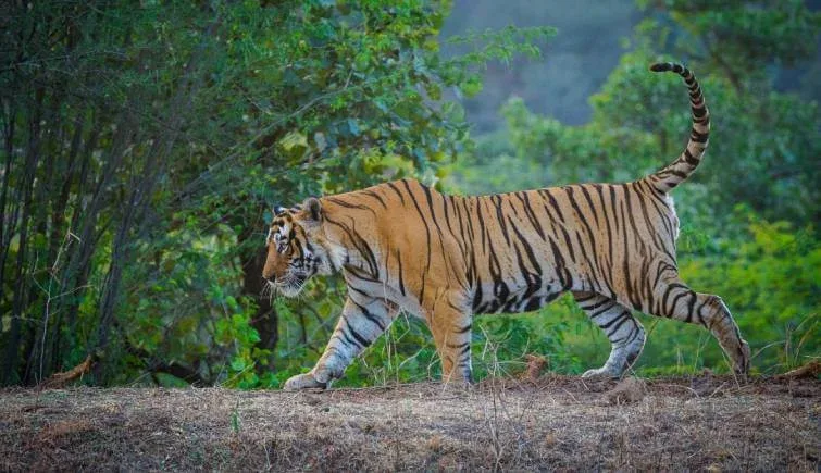 What to Spot in Ranthambore: Safari Options & Animals