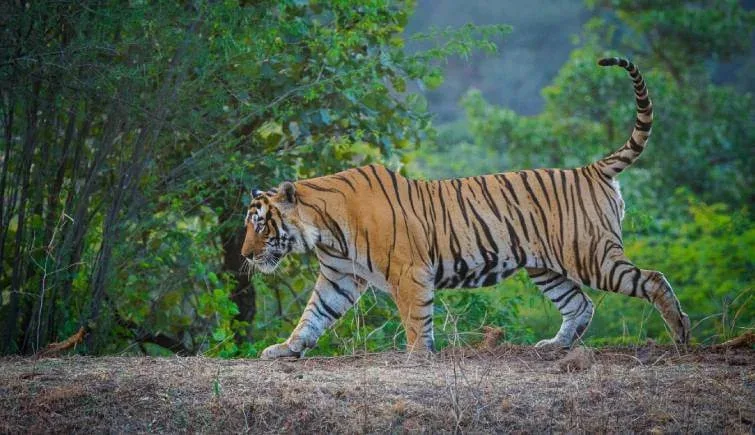 Monsoon Travel to Ranthambore: Pros and Cons
