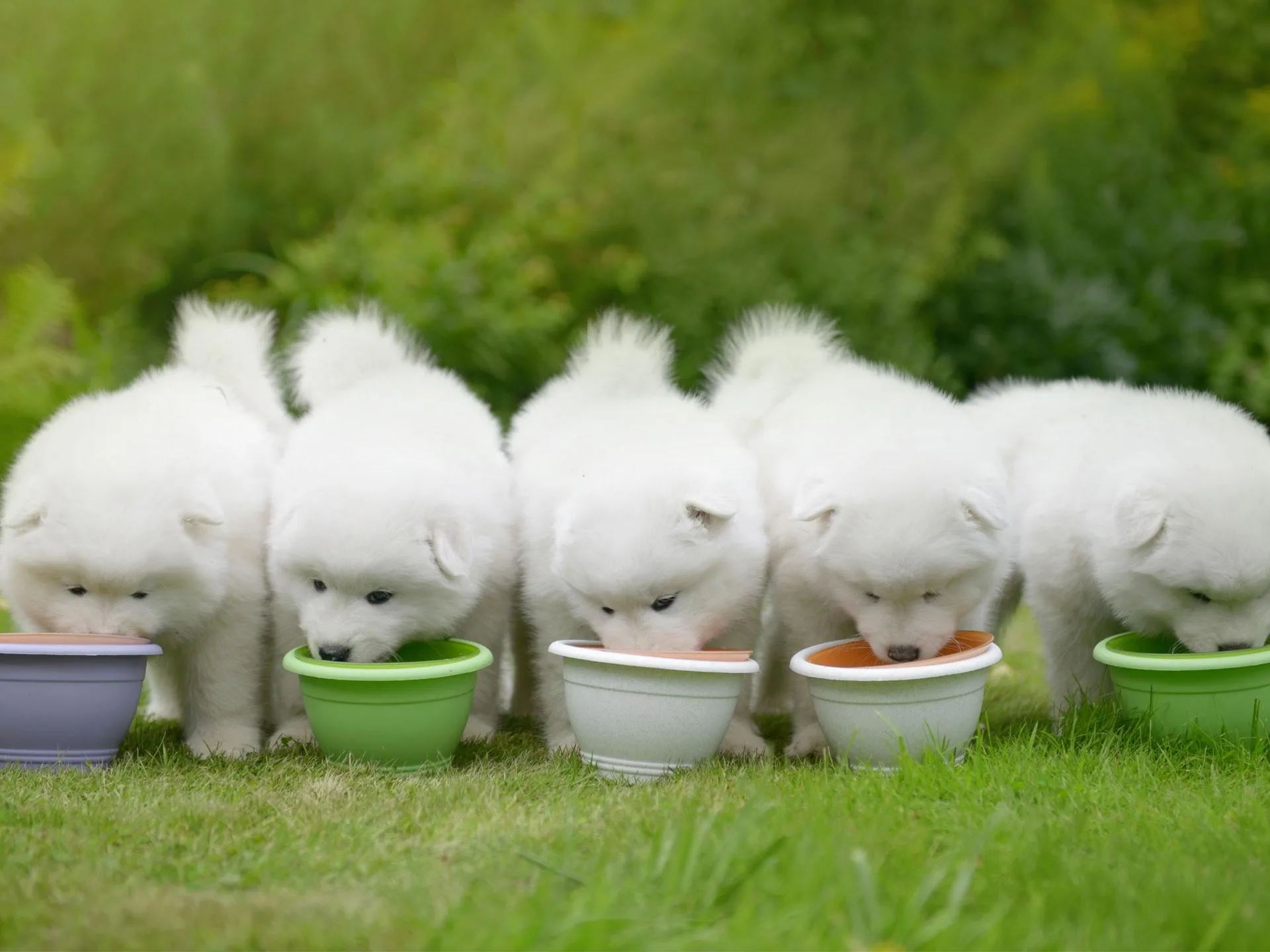 What Makes Samoyed Adults Unique Among Dog Breeds