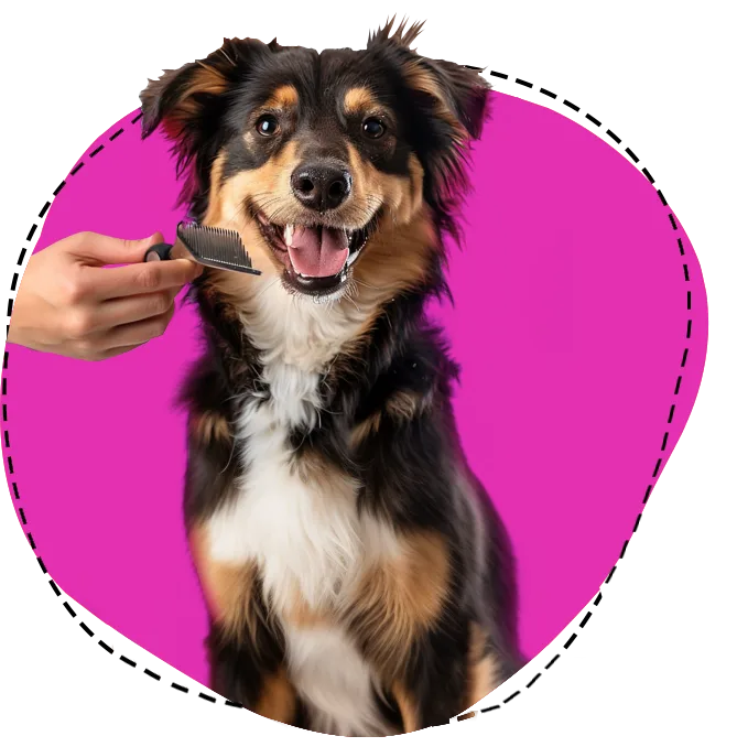 Grooming Services for Dogs for Health, Comfort, and Cleanliness