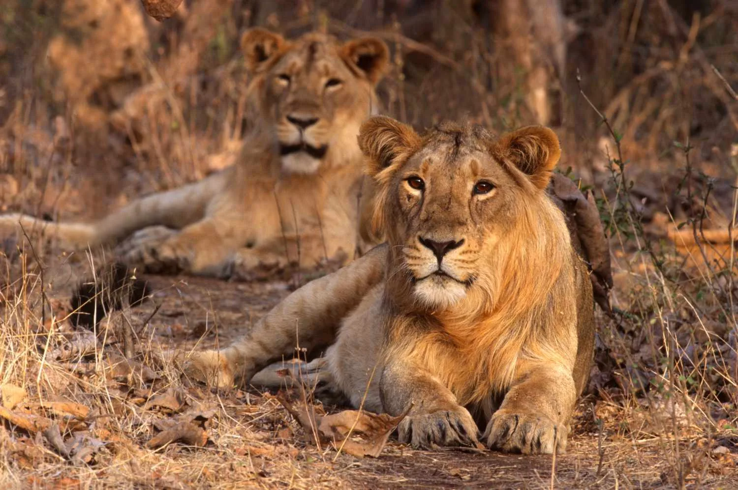 5-Day Gujarat Trip: Essential Sights & Schedule