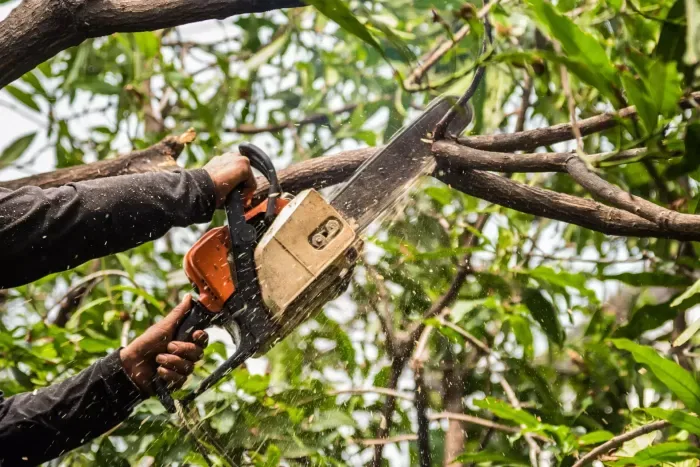 Professional Land Clearing Services by Lord’s Tree Service LLC