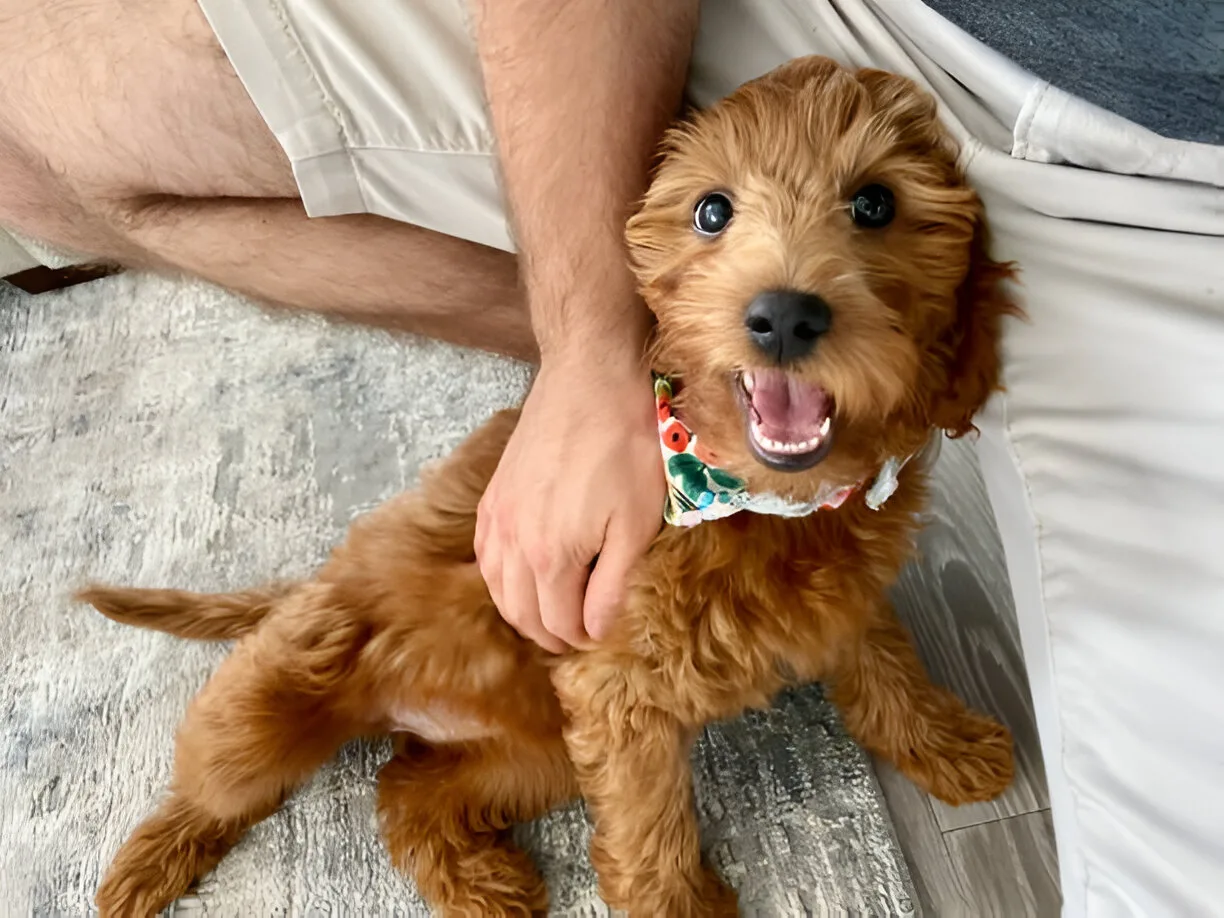 How to Reserve Goldendoodle Puppies for Sale in California