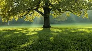 The Power of Small Daily Habits: Simple Changes That Create Lasting Results