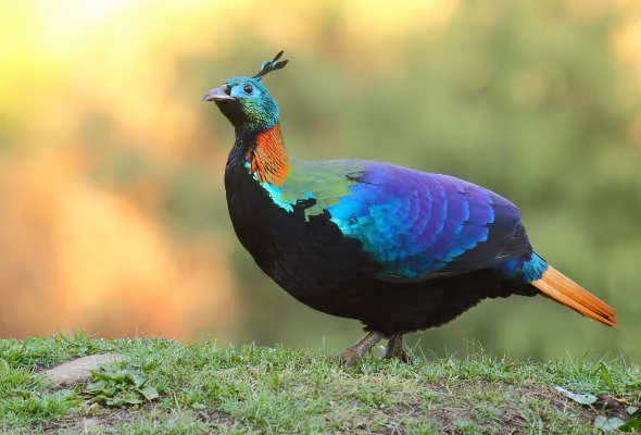 Why a Birding Tour to Bhutan Is One of the Himalayas' Greatest Wildlife Experiences