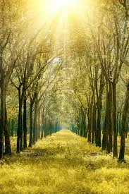 Nature’s Golden Sweetener and Its Many Uses