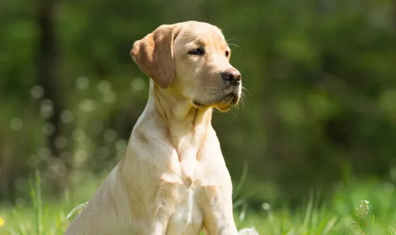 Is Dog Boarding in Roseville Worth It?