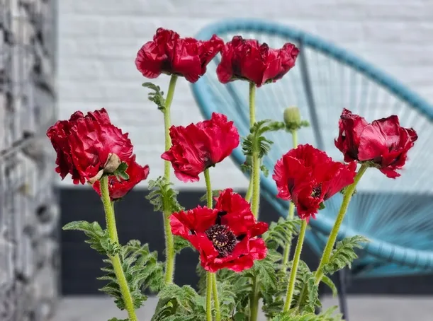 Papaver Red Rumble – Big Silky Red Blooms on Spring Days