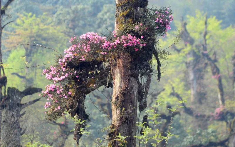 How to Explore the Best Wildflower Photography Locations China Offers