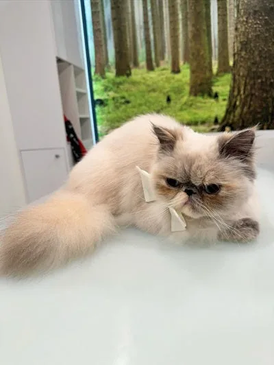 Where to Find the Best Cat Grooming Packages in North Hollywood for a Calm, Clean Cat