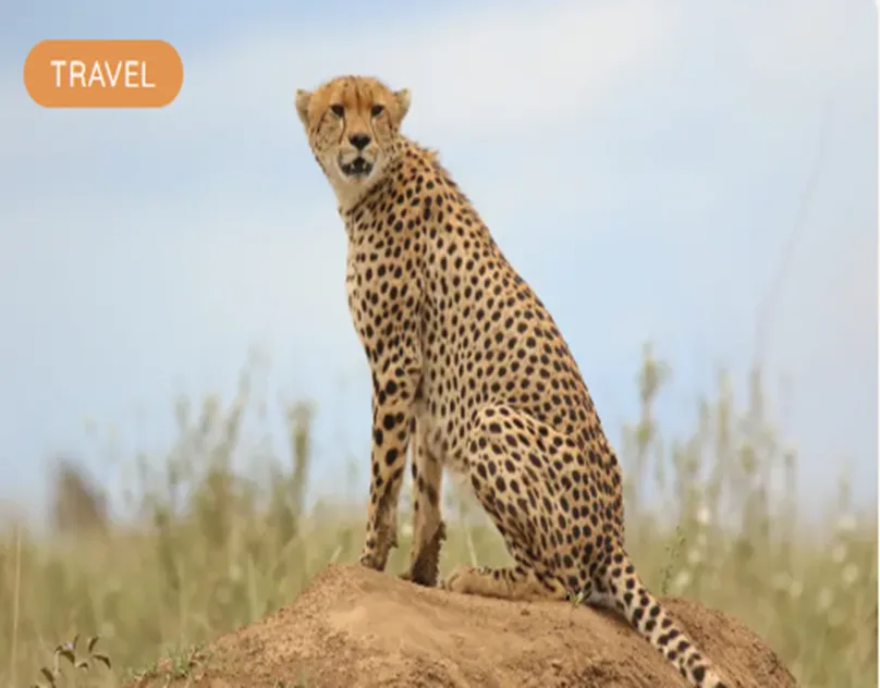 Brady's Wildlife Adventures Unveils Exclusive Luxury African Safari Packages From Australia for Discerning Travelers
