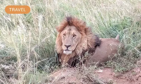 Discover the Best African Safari Tours From Australia