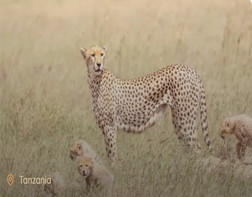 Why More Australians Are Choosing Tanzania Safaris in 2026