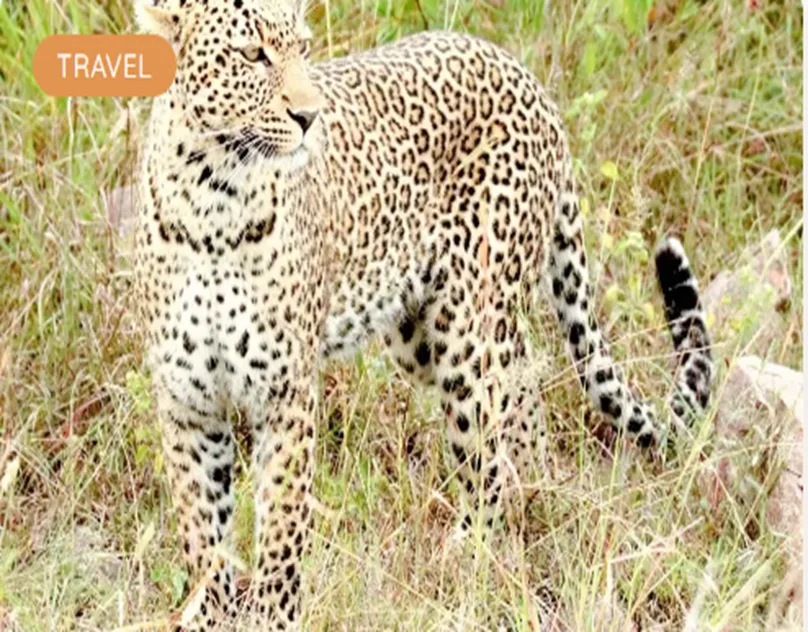 African Safari From Australia: Plan the Adventure of a Lifetime