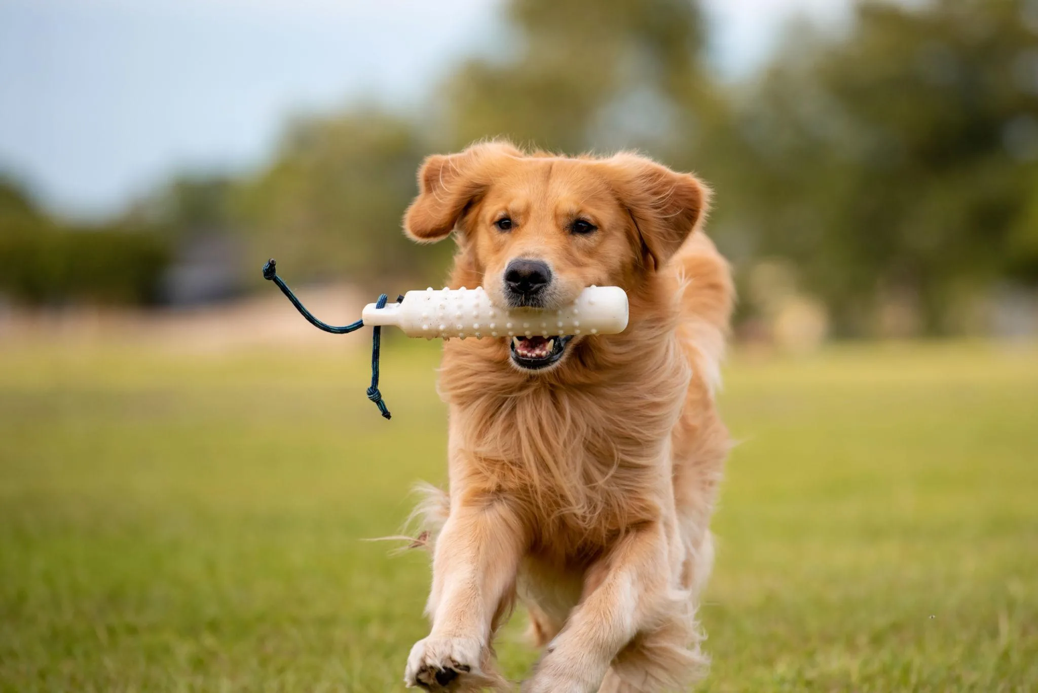 E-Collar Training a Golden Retriever: A Fair, Practical Guide from a Trainer with 50 Years of Experience