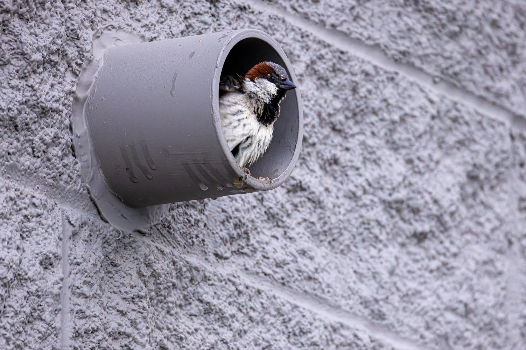 Bird Control Spike & Netting in Sharjah & Ajman – Professional Bird Control Services by Alpests