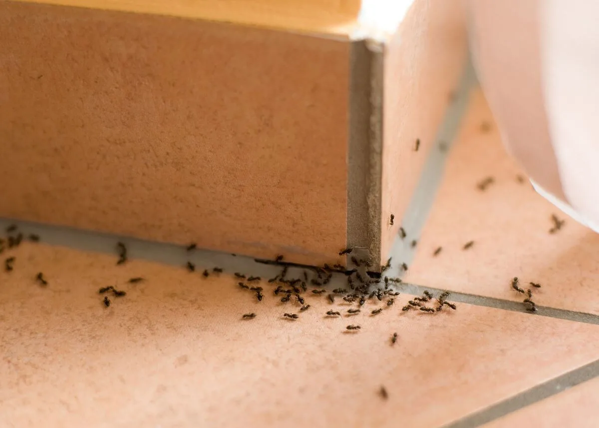 Ant Control Richmond Hill: Effective Solutions for a Cleaner and More Comfortable Home