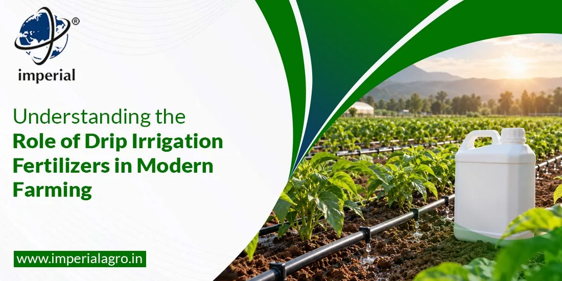 Understanding the Role of Drip Irrigation Fertilizers in Modern Farming