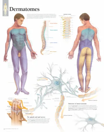 Learning the Basics with Human Anatomy Charts and Flip Charts