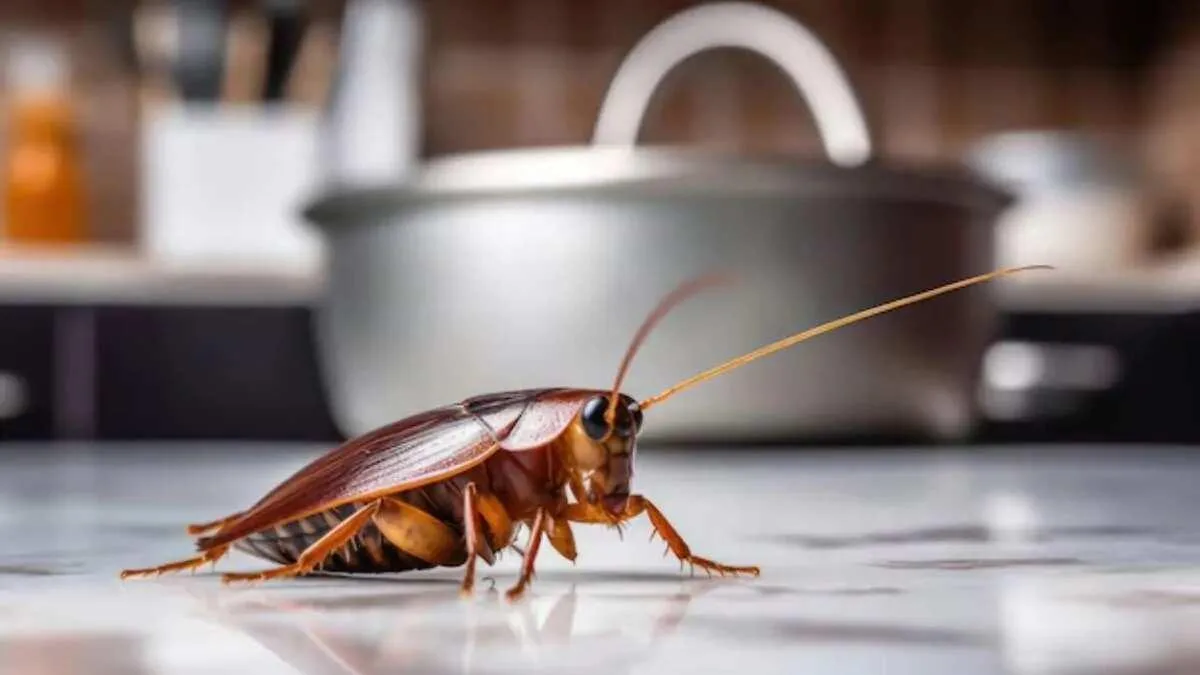 Why Regular Termite Inspections Can Save Homeowners Money