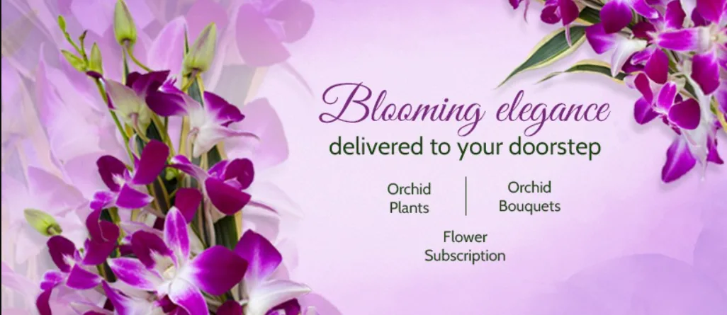 7 Things to Check Before You Book Orchids Online Delivery