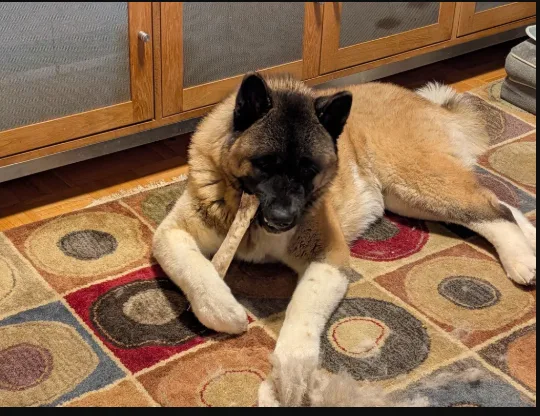 Best Dog Bones for Aggressive Chewers: The Guide to healthy long lasting dog chews