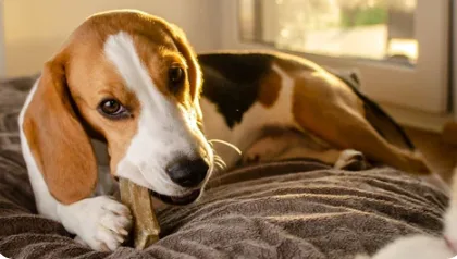 What Ingredients Make Safe Long Lasting Chews for Dogs?