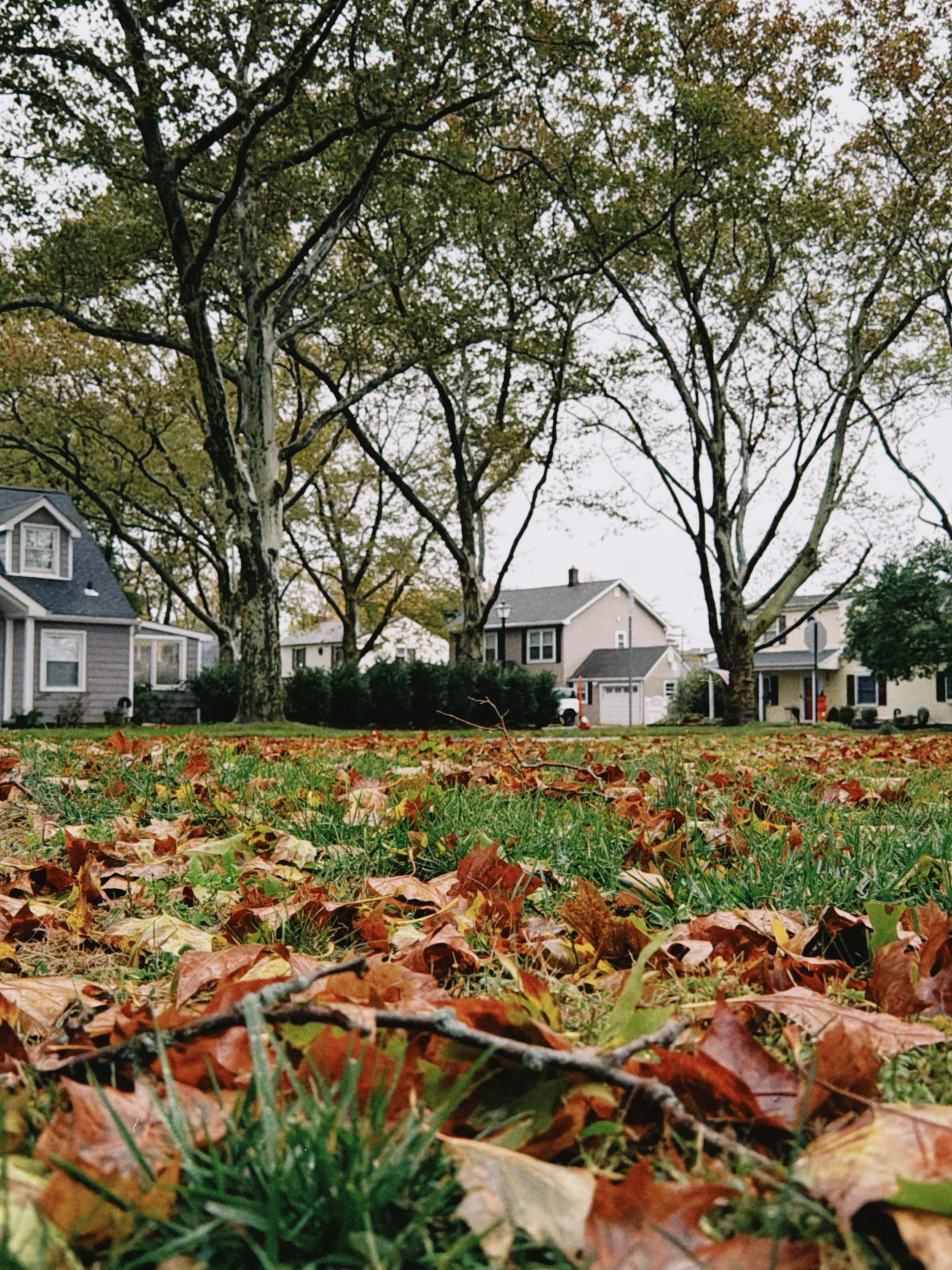 Kids, Dogs, and a Big Yard: How to Actually Keep Up With Fall Lawn Care
