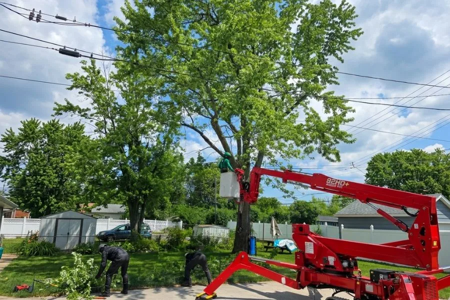 Reliable Tree Service in Buffalo NY for Residential and Commercial Properties