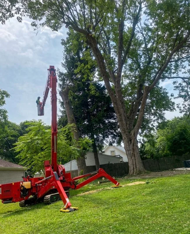 Trusted Tree Maintenance Services for Healthy and Beautiful Landscapes