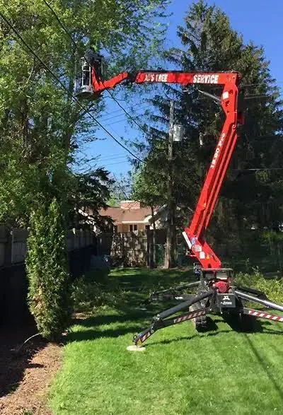 Professional Tree Service and Tree Removal in Buffalo NY