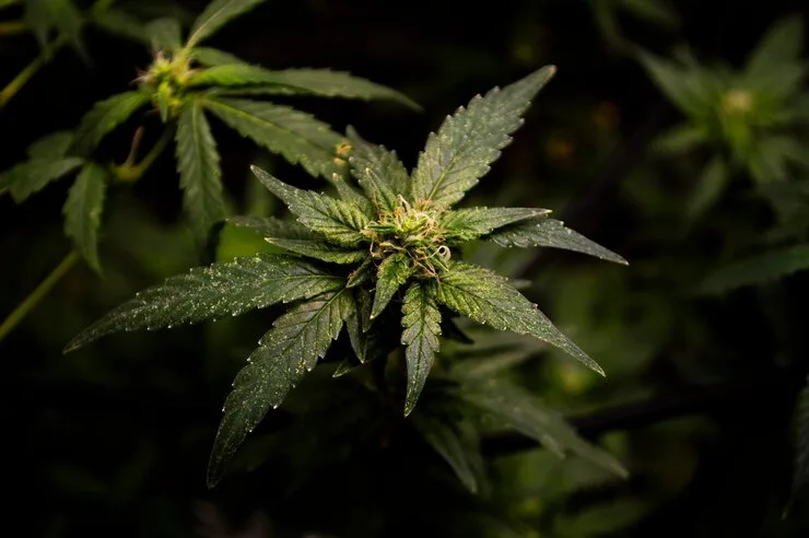 Medical Marijuana Is Now Federally Reclassified. But If You Drive a Truck or Fly a Plane, Nothing Has Changed.