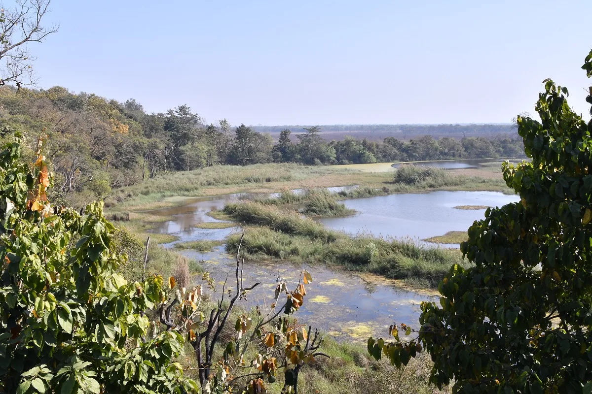 Hidden Benefits of Forests for Human Health and Climate