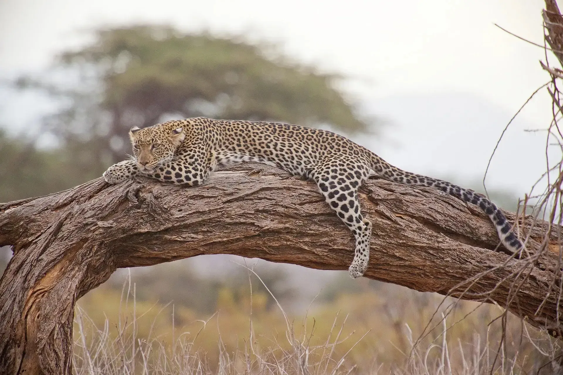 Jawai Travel: Wild Leopards and Authentic Villages
