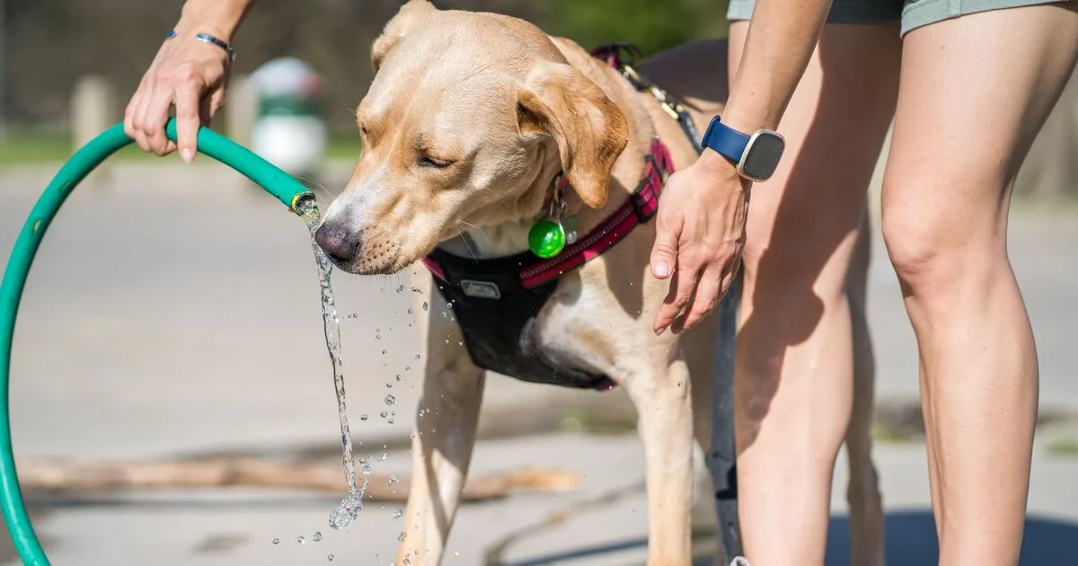 Summer Safety Tips for Dogs: How To Keep Your Pup Healthy During Hot Weather