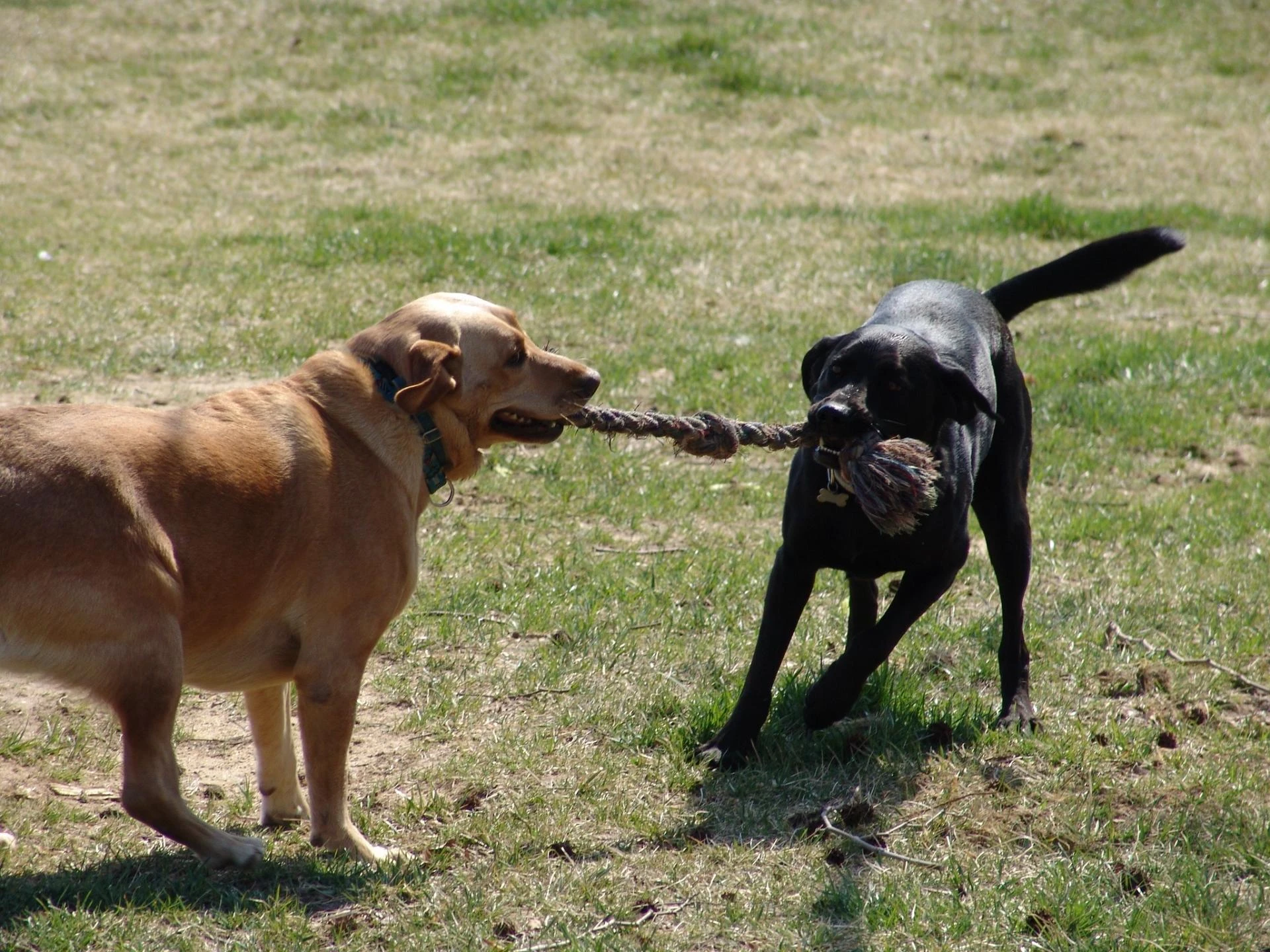 Healing Animals: Nurturing Health and Well-Being