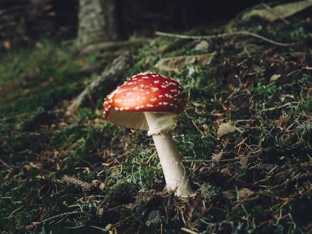 Mushrooms for Health Benefits: The Ultimate Guide to Nature’s Superfood