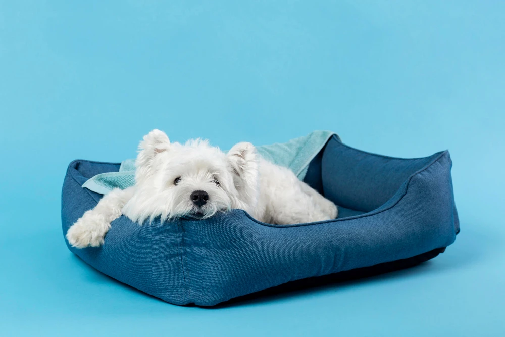 Choosing the Best Mobility Aids for Dogs with Dog Arthritis