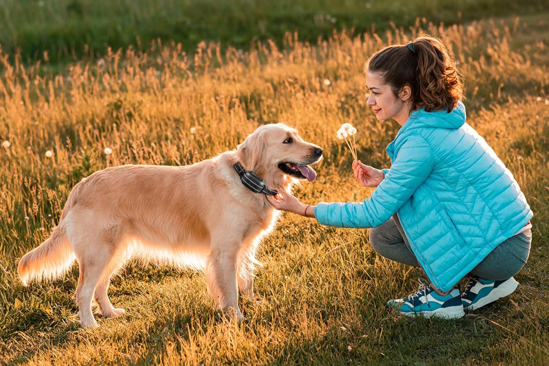How to take care of feeding a big dog?