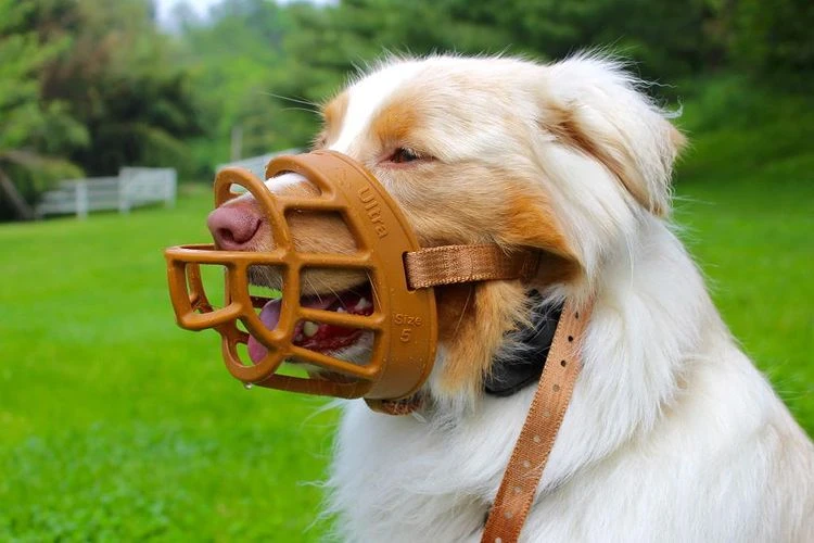 Dog Muzzle for Biting: A Responsible Choice for Dog Owners