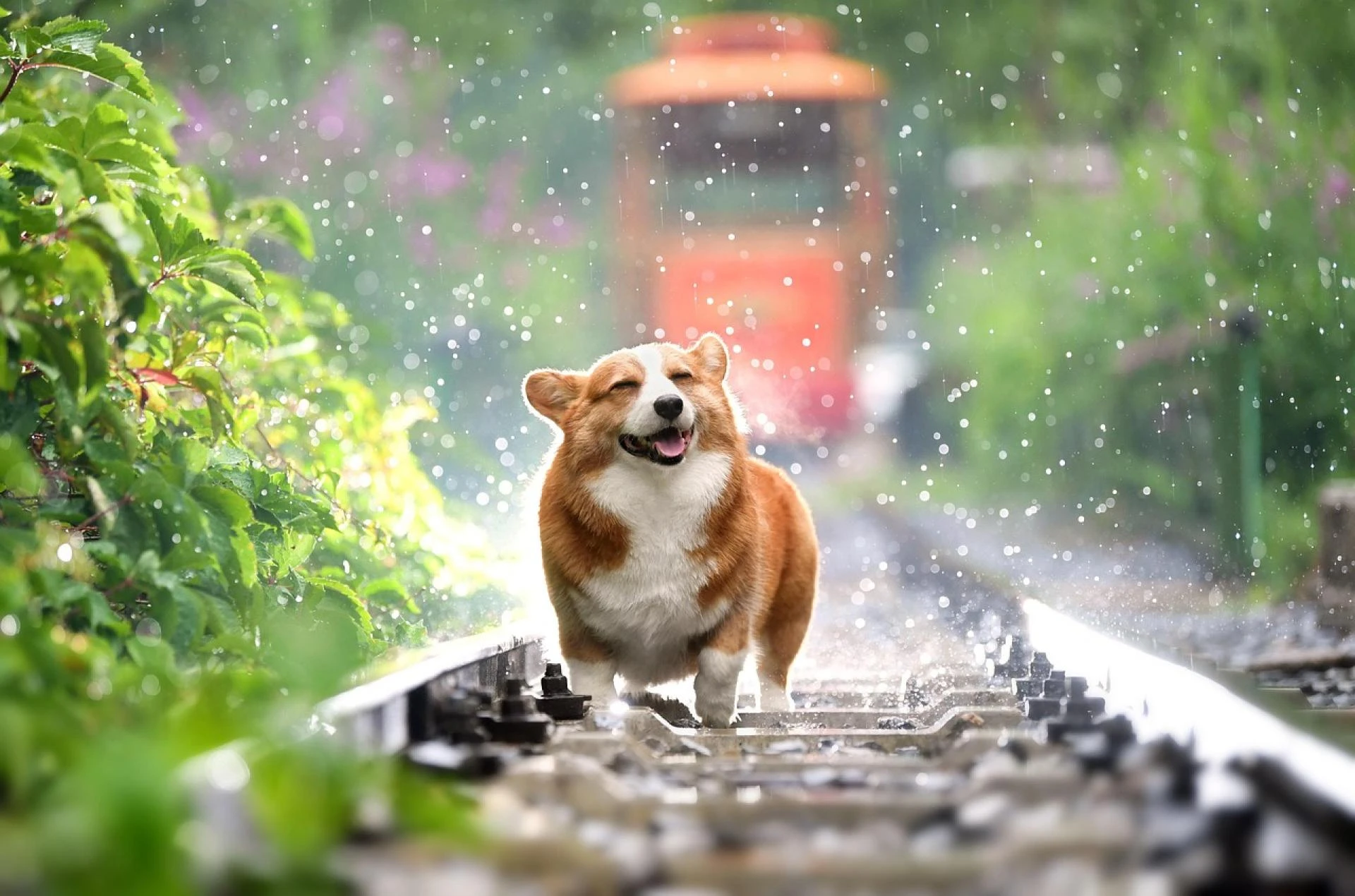 The Rise of Procan Dog Food in Lahore’s Online Pet Shop Scene